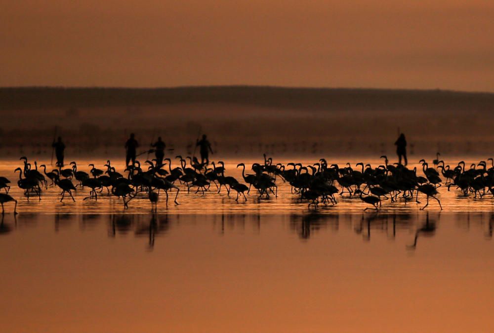 Anillan a 600 pollos de flamenco en la Laguna de Fuente de Piedra