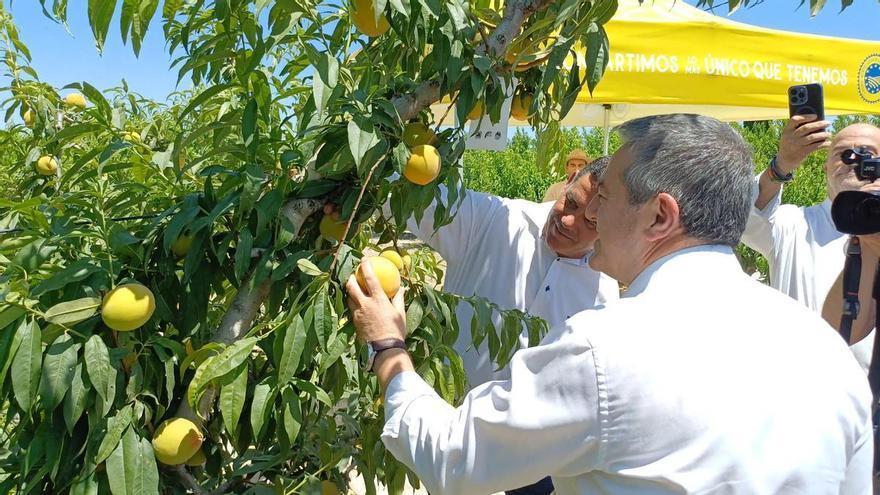 El Gobierno regional destaca el crecimiento de la IGP Melocotón de Cieza, que prevé superar los cuatro millones de kilos en 2026
