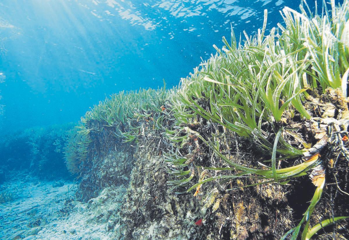 Detalle parcial de una pradera de posidonia oceánica en el fondo marino de Formentera. | MANU SAN FÉLIX
