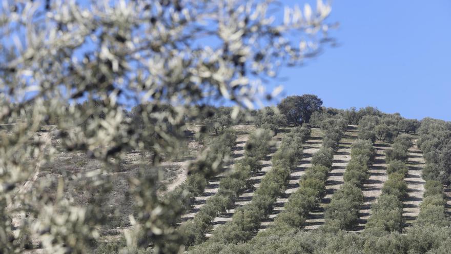 Alerta temprana para los olivares