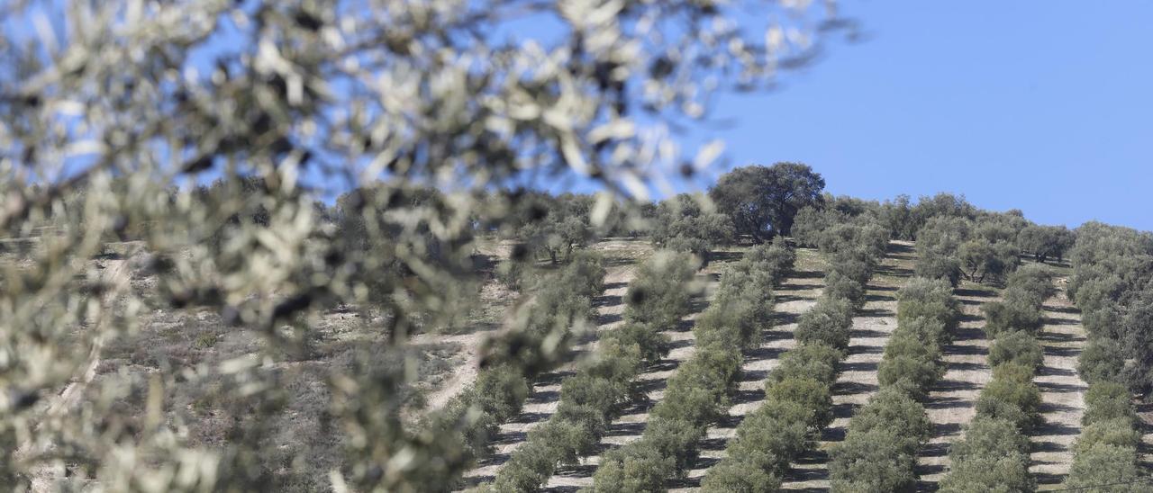 Alerta temprana para los olivares