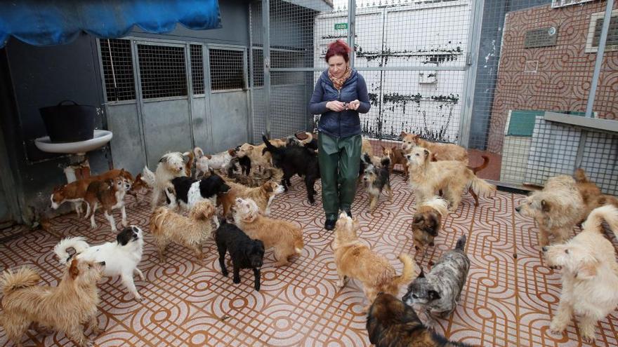 Perros y gatos en el refugio de animales de Vigo // M. G. Brea