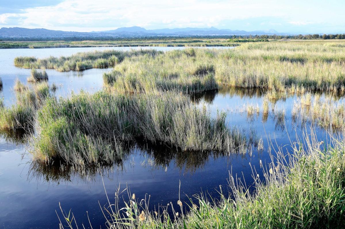 El Hondo, en Elche, uno de los humedales de España, espacios naturales imprescindibles
