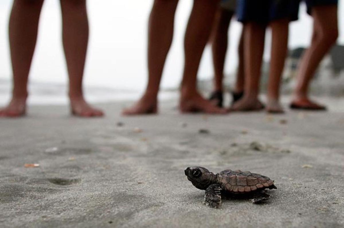Una tortuga que acaba de sortir de la closca s’arrossega cap a l’aigua davant la mirada atempta de turistes i voluntaris, a Litchfield Beach, a Carolina del Sud (EUA).