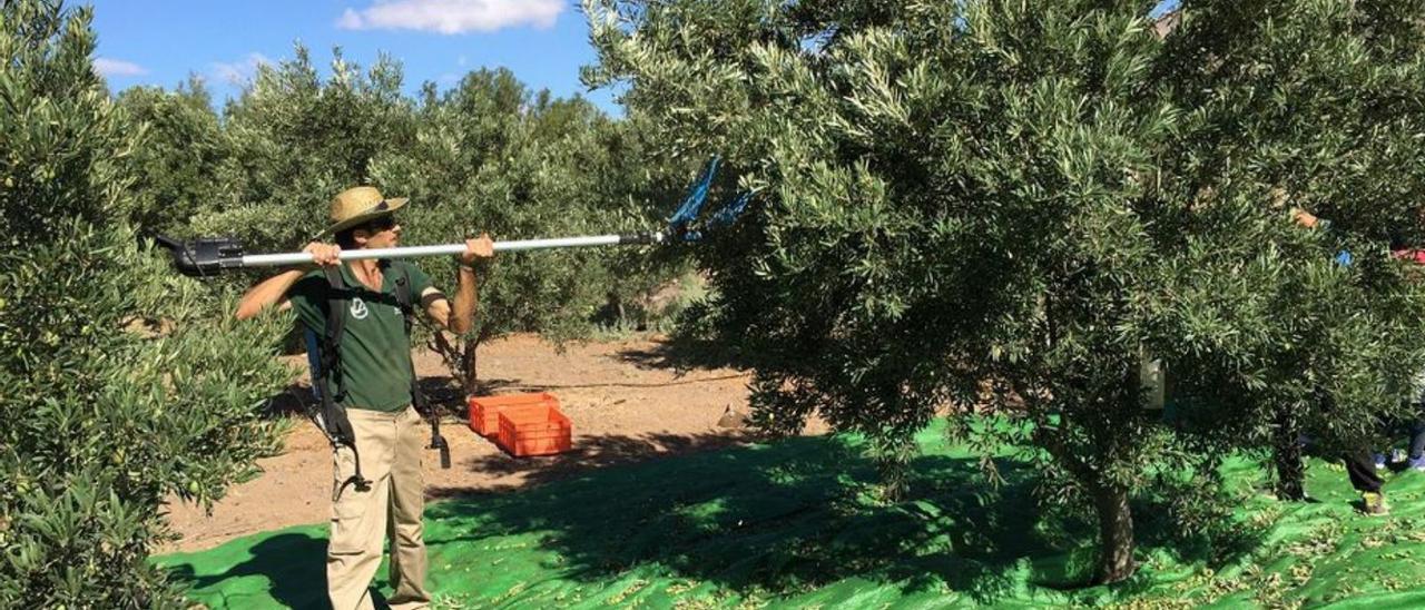 Imagen de archivo de un agricultor recolectando aceitunas. | |