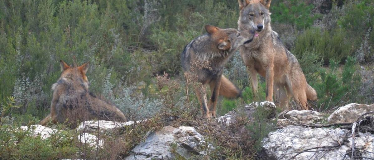 Els ramaders demanen actualitzar «any a any» el cens de llops i rebaixar la seva protecció Els ramaders demanen actualitzar «any a any» el cens de llops i rebaixar la seva protecció