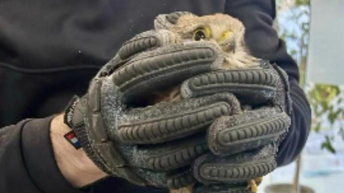 La Policía de Alaquàs rescata a un cernícalo atrapado en un cepo