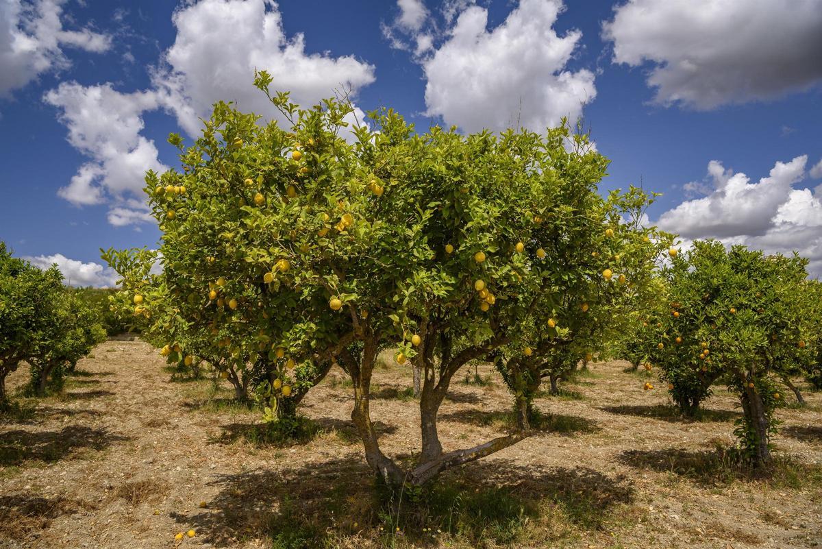 Campo de limones en Tarragona, en una imagen de archivo