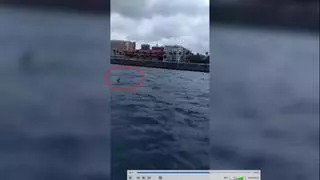 Avistan un tiburón martillo en la Avenida Marítima