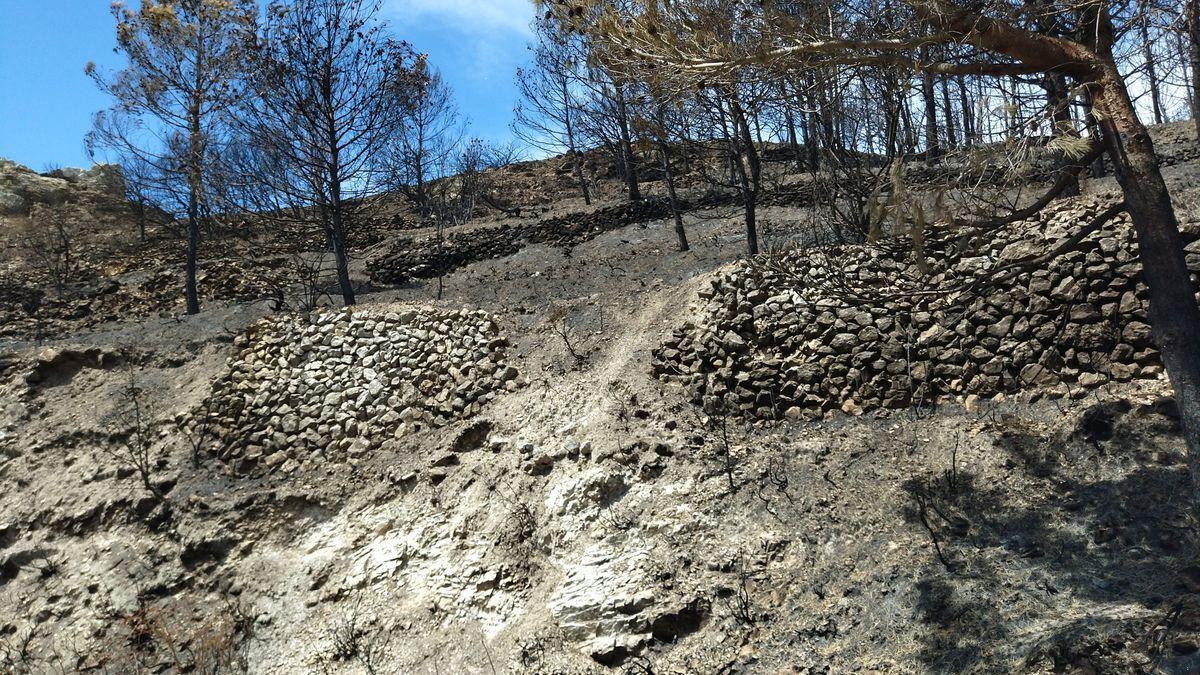 Zona arrasada por el incendio de la Vall d&#039;Ebo.