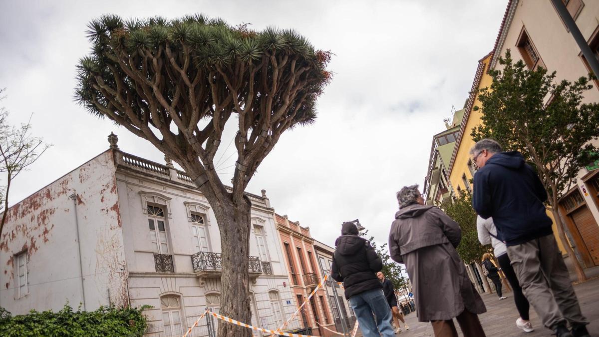 El drago afectado, en la calle San Agustín.