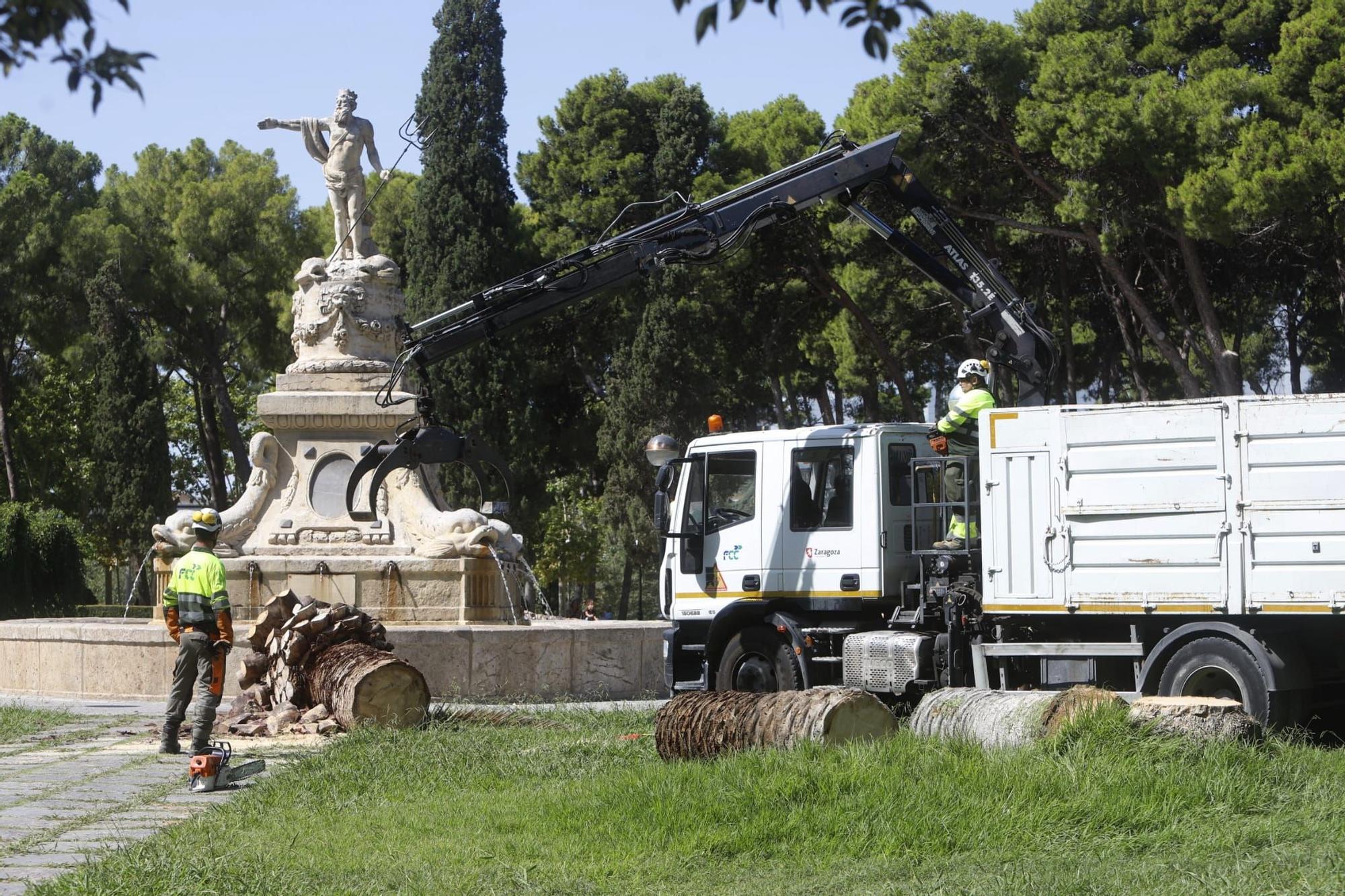 Adiós a 5 palmeras en el Parque Labordeta de Zaragoza