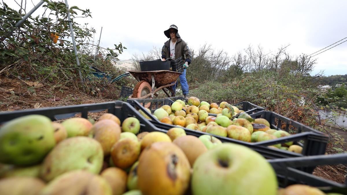 Recolección de manzanas, en Valleseco.