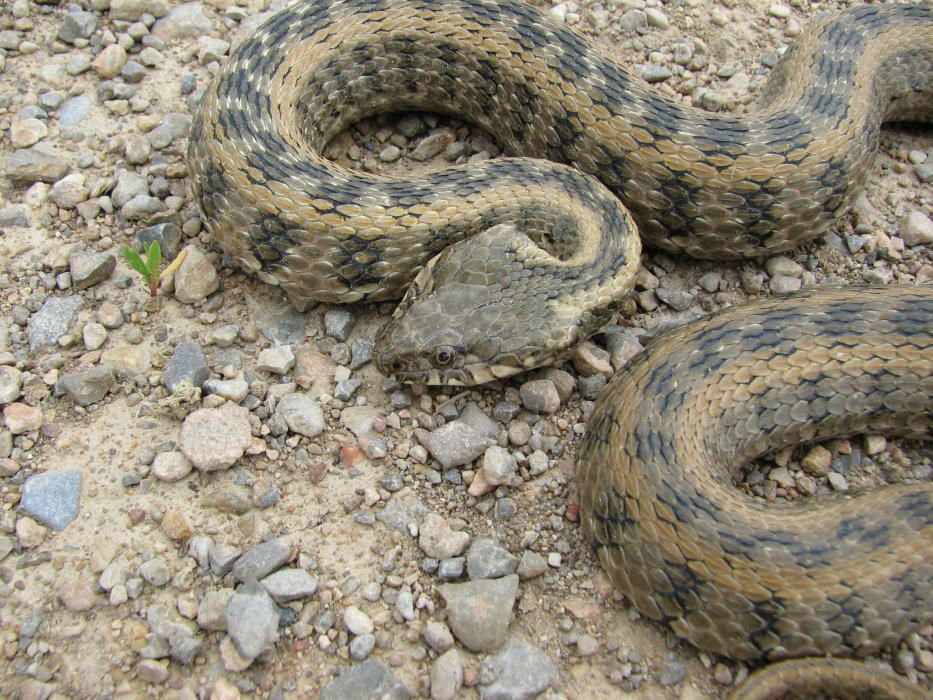 Culebra de agua o viperina diseño bilineata (Natrix maura)