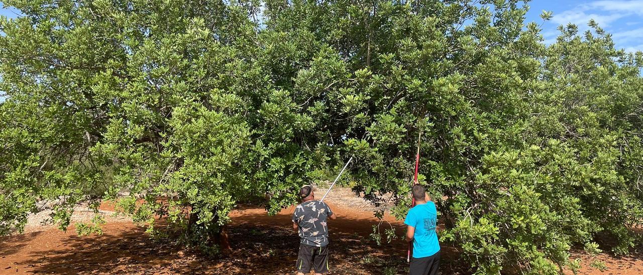 Dos productores varean un algarrobo en Sant Jordi.