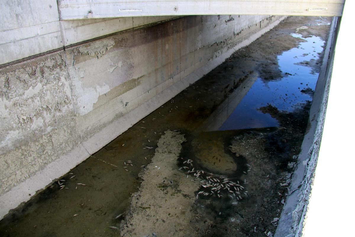 Denuncian la muerte de medio millar de peces en el canal Segarra-Garrigues a les Borges Blanques