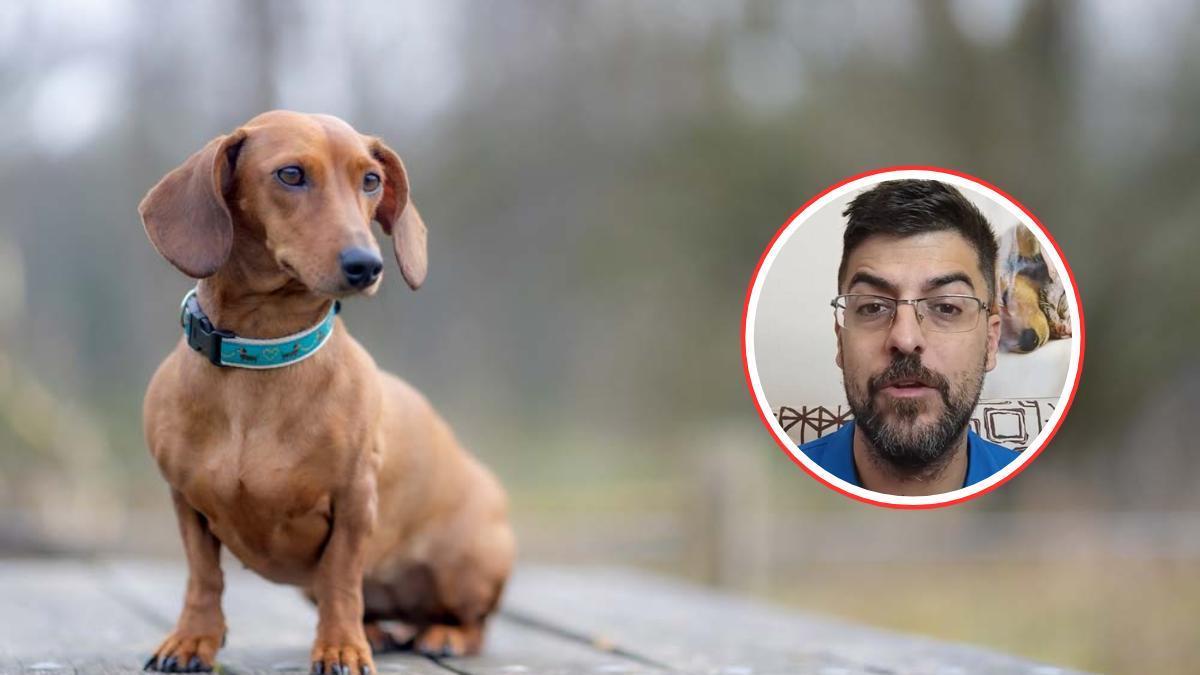 Juanjo, veterinario conocido en TikTok, revela las razas de perro que nunca tendr赤a.