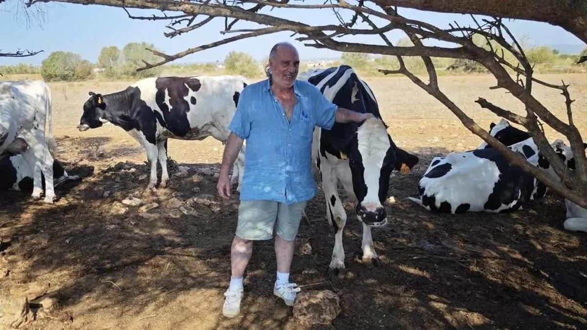 Toni Bennàssar mit seinen Kühen.