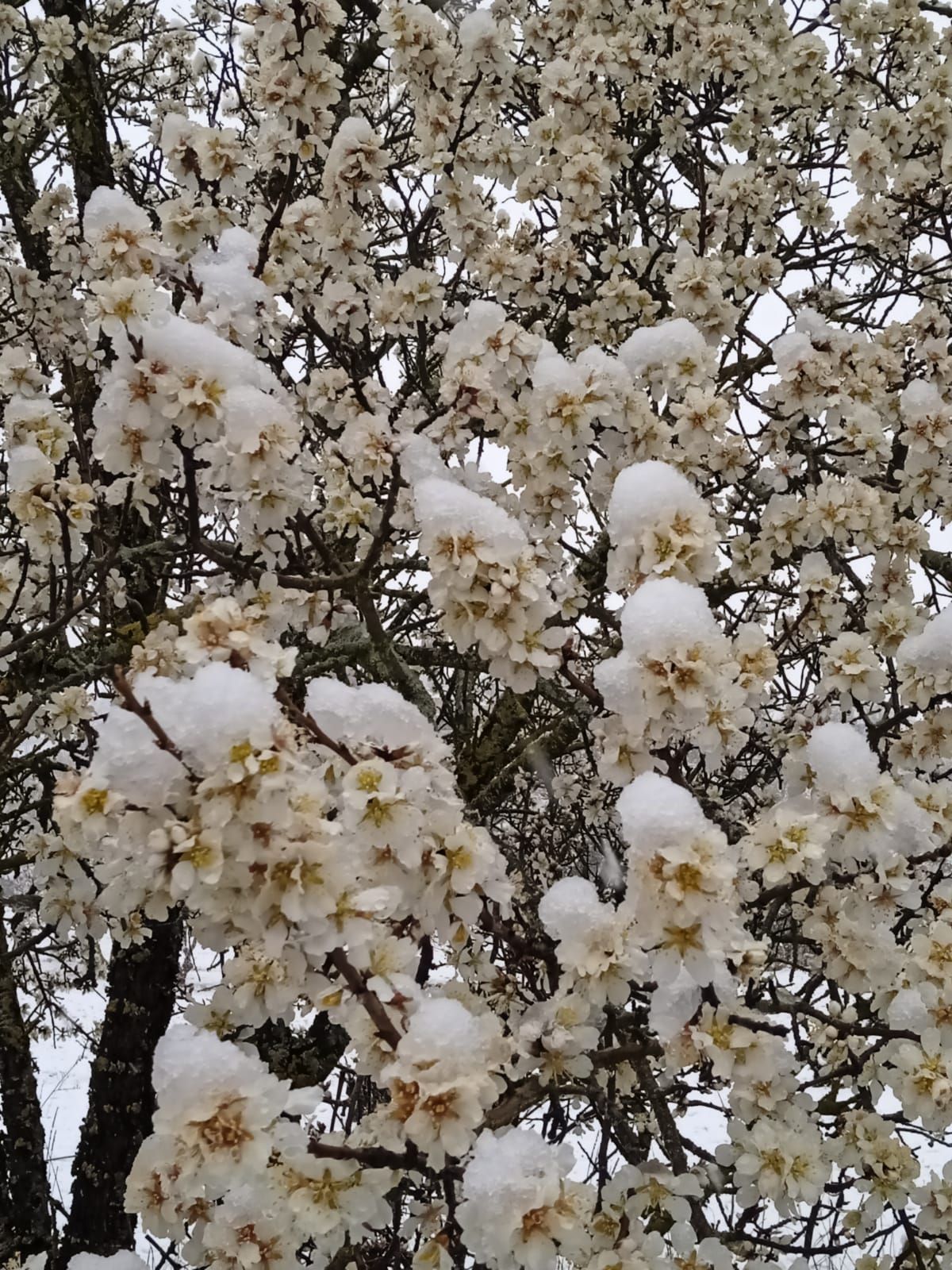 GALERÍA | Nieve sobre la flor del almendro en Zamora