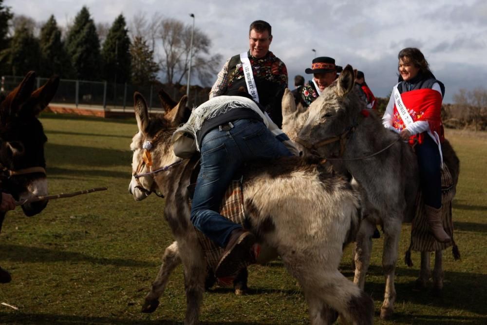 Carrera de cintas en burro en Molacillos.