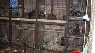 A prisión por tener más de 300 animales hacinados en Molina en condiciones miserables