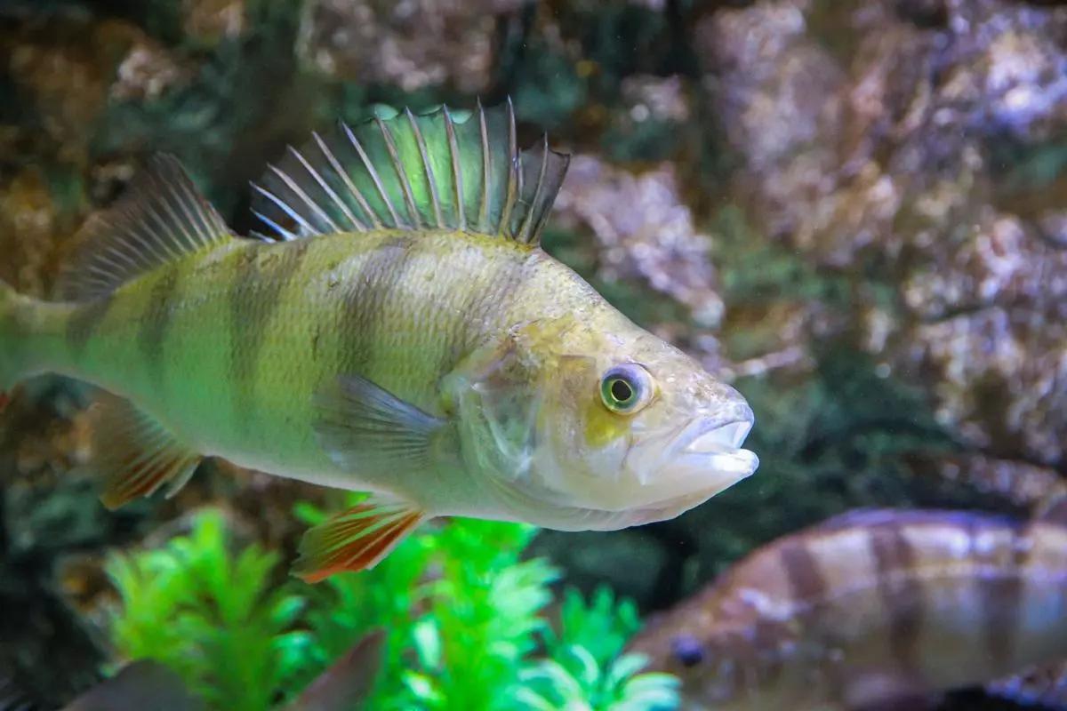 La perca es uno de los pescados que menos te aportan: no lo comas.