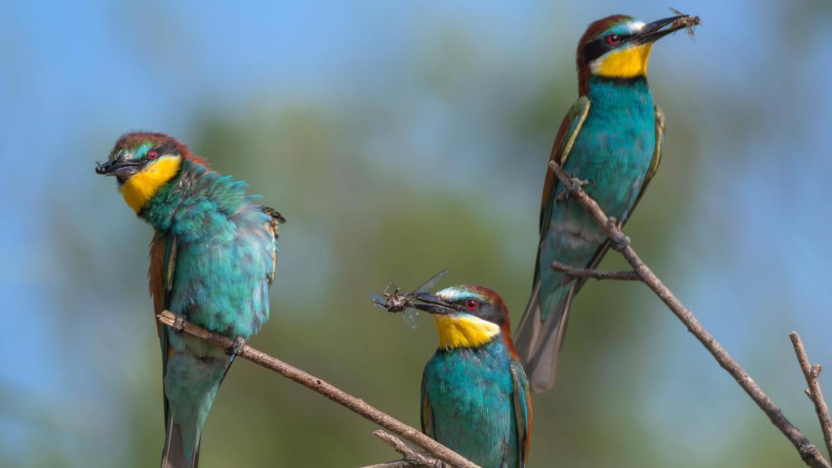 Tres abellerols amb insectes en el seu bec.