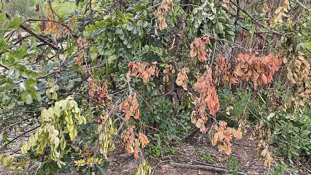 Daños en un ejemplar de algarrobo en Murcia. | SANIDAD VEGETAL