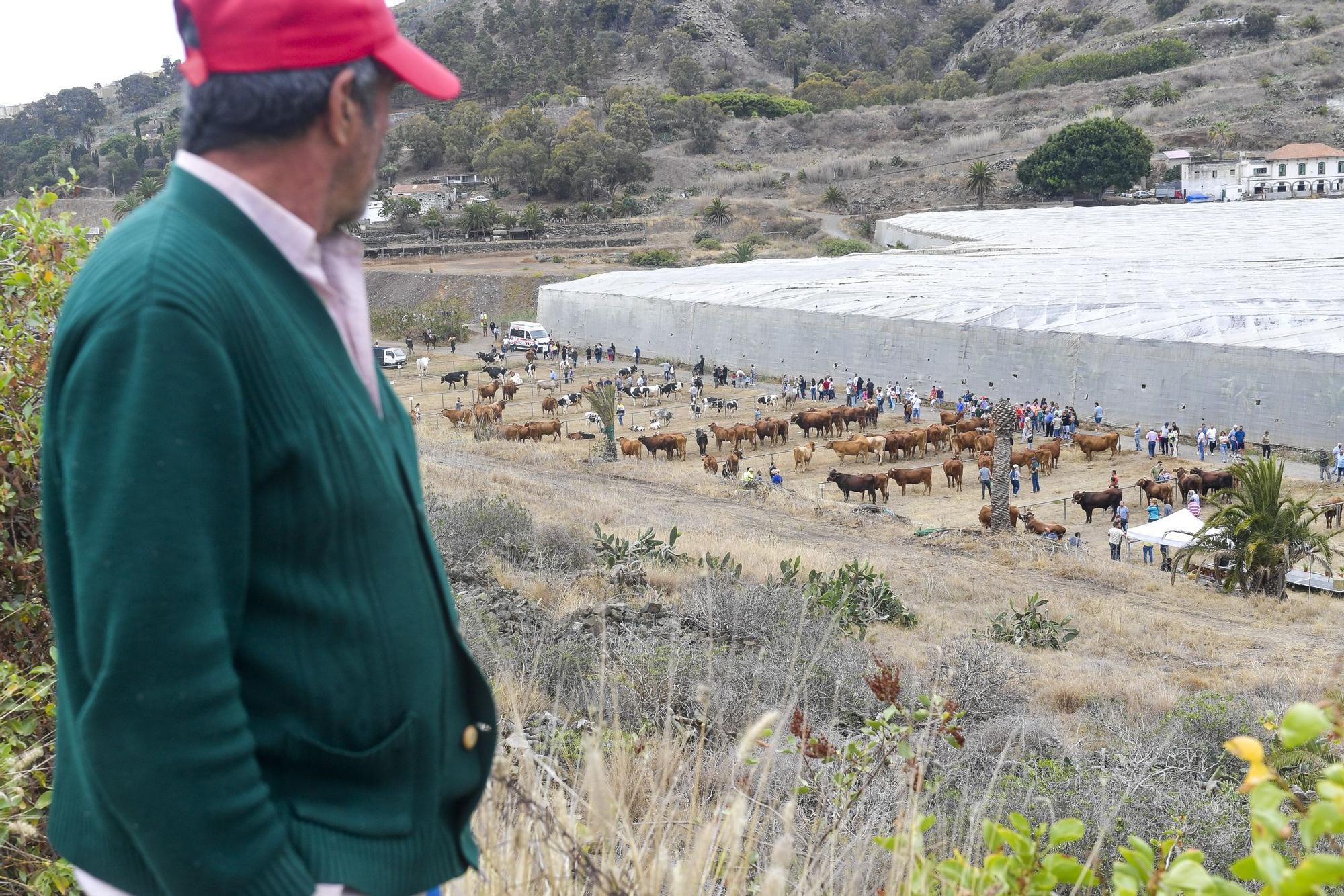 Feria de Ganado en Arucas