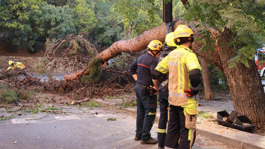 Susto al caer un árbol de grandes dimensiones sobre la calzada de la avenida Jaime II, en Alicante