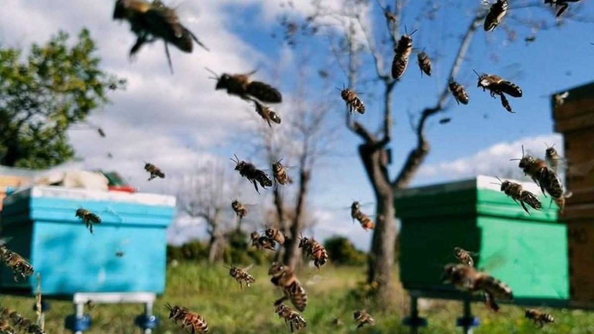Bienen auf Erkundungsflug in ihrem Bienenstock.