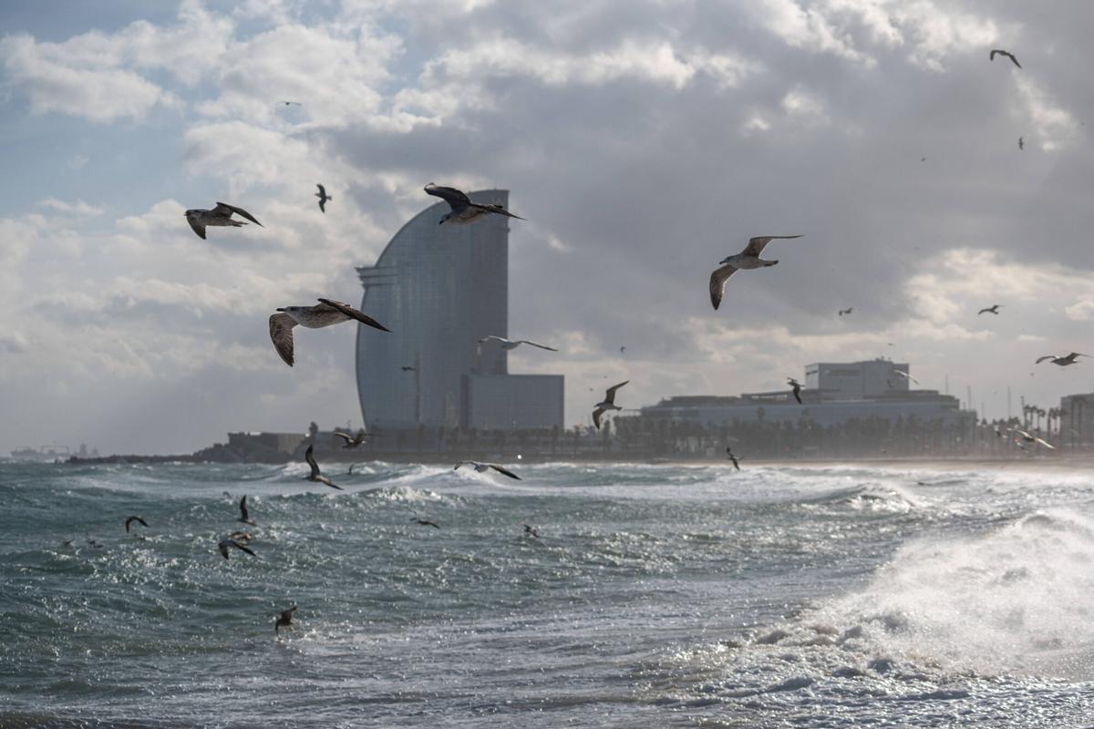 Barcelona. 16/01/2025. Barcelona. Temporal marítimo en Barcelona con olas de hasta 2,5 metros. AUTOR: Marc Asensio Barcelona, Catalunya, España, costa, litoral, temporal marítimo, agua, mar, olas, gaviota, arena, bandera roja, playa, Barceloneta, tormenta, viento, frío, invierno, cambio climático, alerta, AEMET