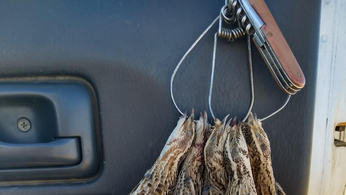 Cordornices capturadas durante una cacería