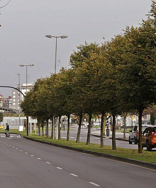 Bosque urbano en la avenida de Juan Carlos I.  | Á. G.  D. M.