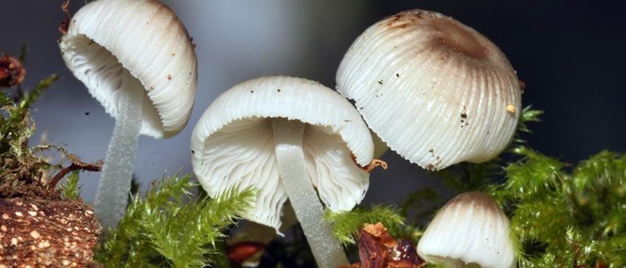 Ejemplares de “Mycena margarita”, la seta tropical encontrada por Miguel A. Delgado en un frondoso bosque grovense.