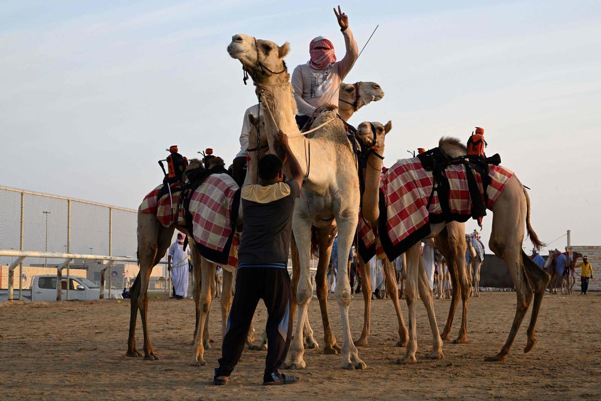 Carrera de camellos con jinetes-robot en Al Sheehaniya (Doha).