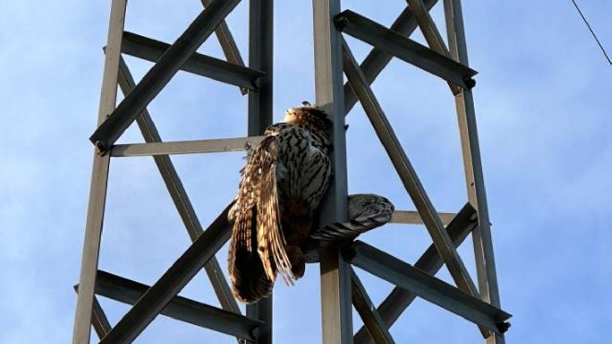 L'exemplar de duc mort a la torre d'electricitat.