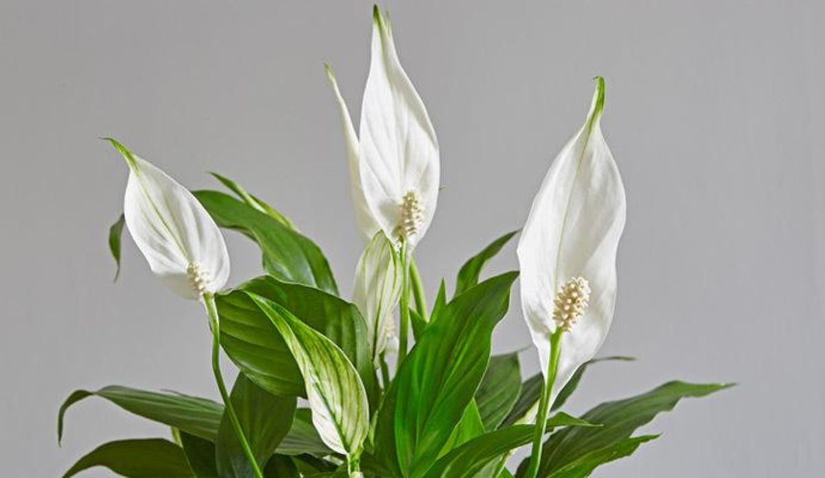 Siete plantas de interior que te ayudarán a dormir mejor