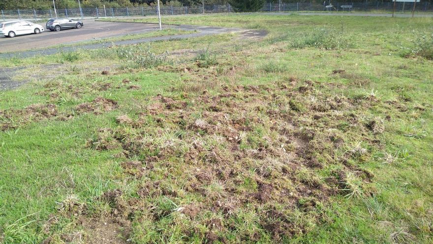 Los jabalís entran en los terrenos de la Agasp y levantan zonas de césped