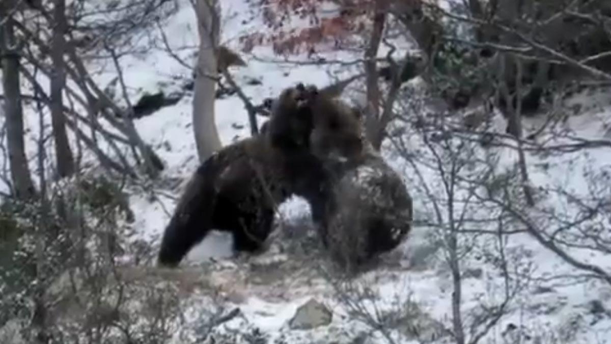 Dos ejemplares jóvenes de oso pardo juegan en la nieve tras la hibernación en el Pirineo.