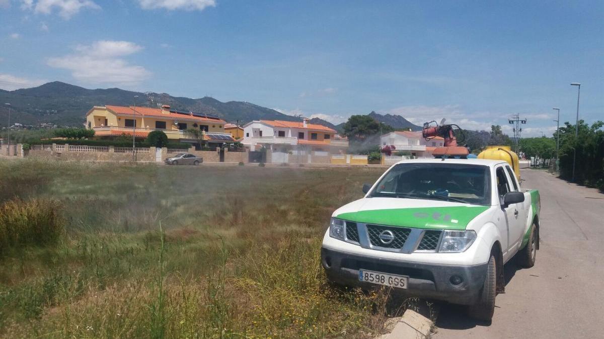 Sin solución contra los mosquitos en Castellón