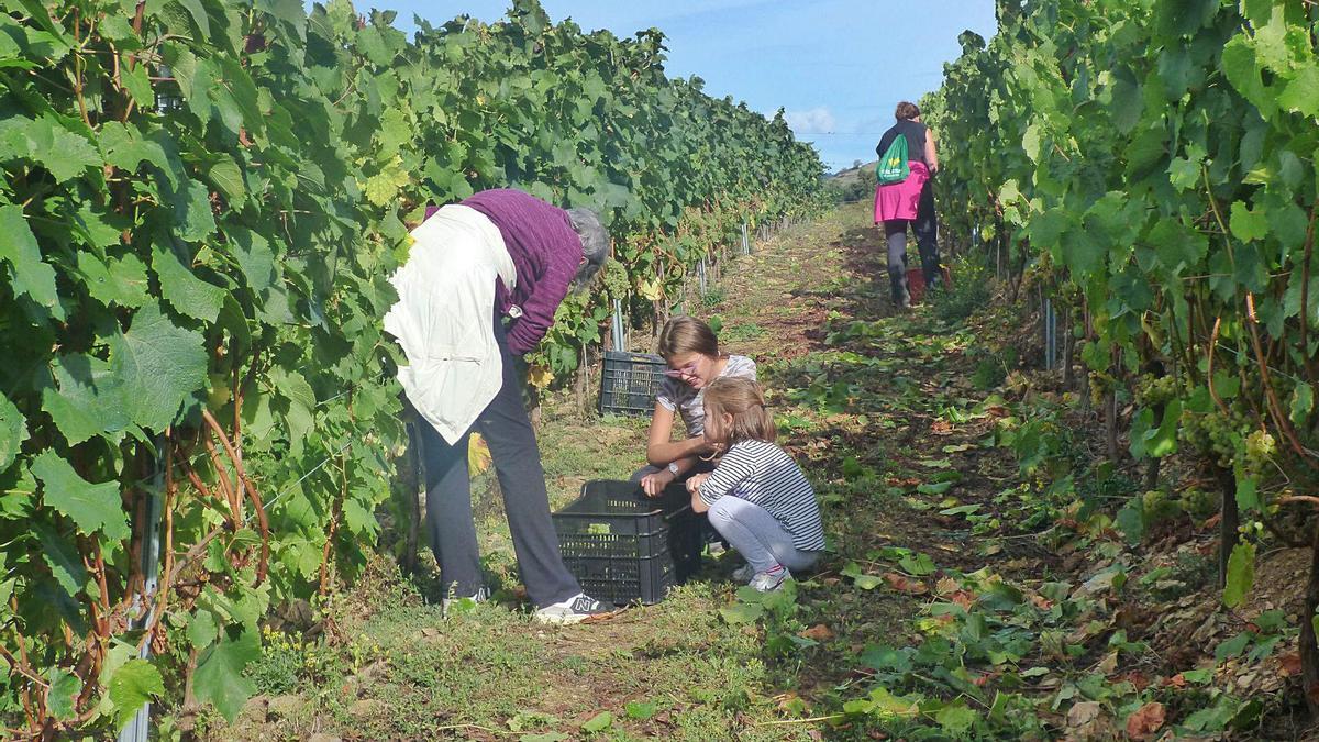 Vendimia, esti día, nun viñéu de la bodega La Verdea, en Ponticiel.la (Cangas). | D. Álvarez