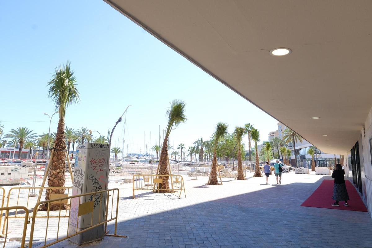 Obras en el Paseo Marítimo: Las fotos de las 29 palmeras plantadas ...
