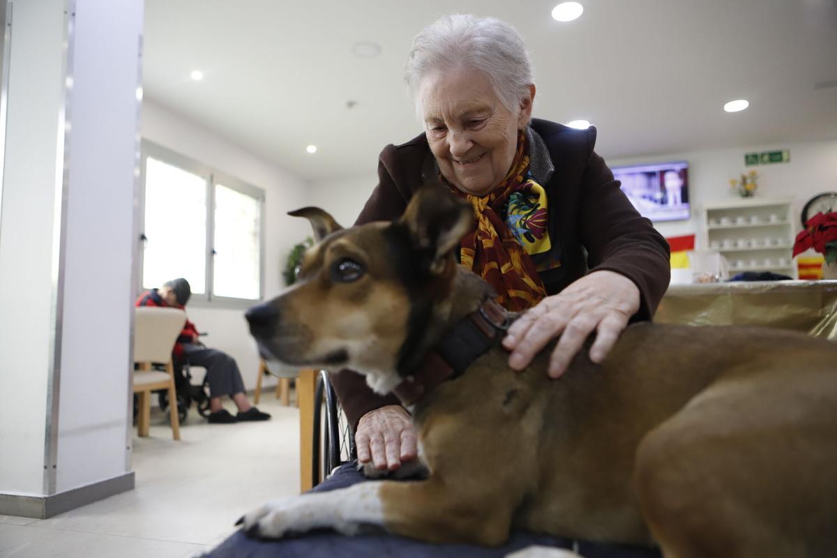Frida, la perra de terapia asistida en una residencia de Zaragoza