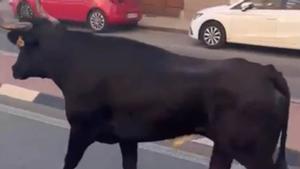 Fallece la mujer embestida por un toro en Almàssera
