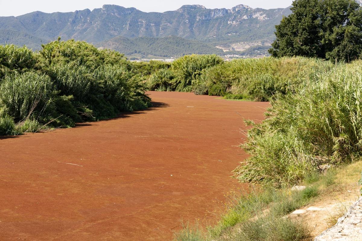 Un tramo del cauce del río completamente cubierto por la especie invasora.
