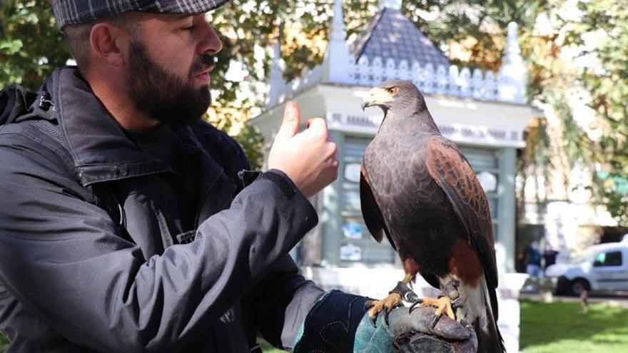 Rapaces para ahuyentar palomas en Villanueva de la Serena