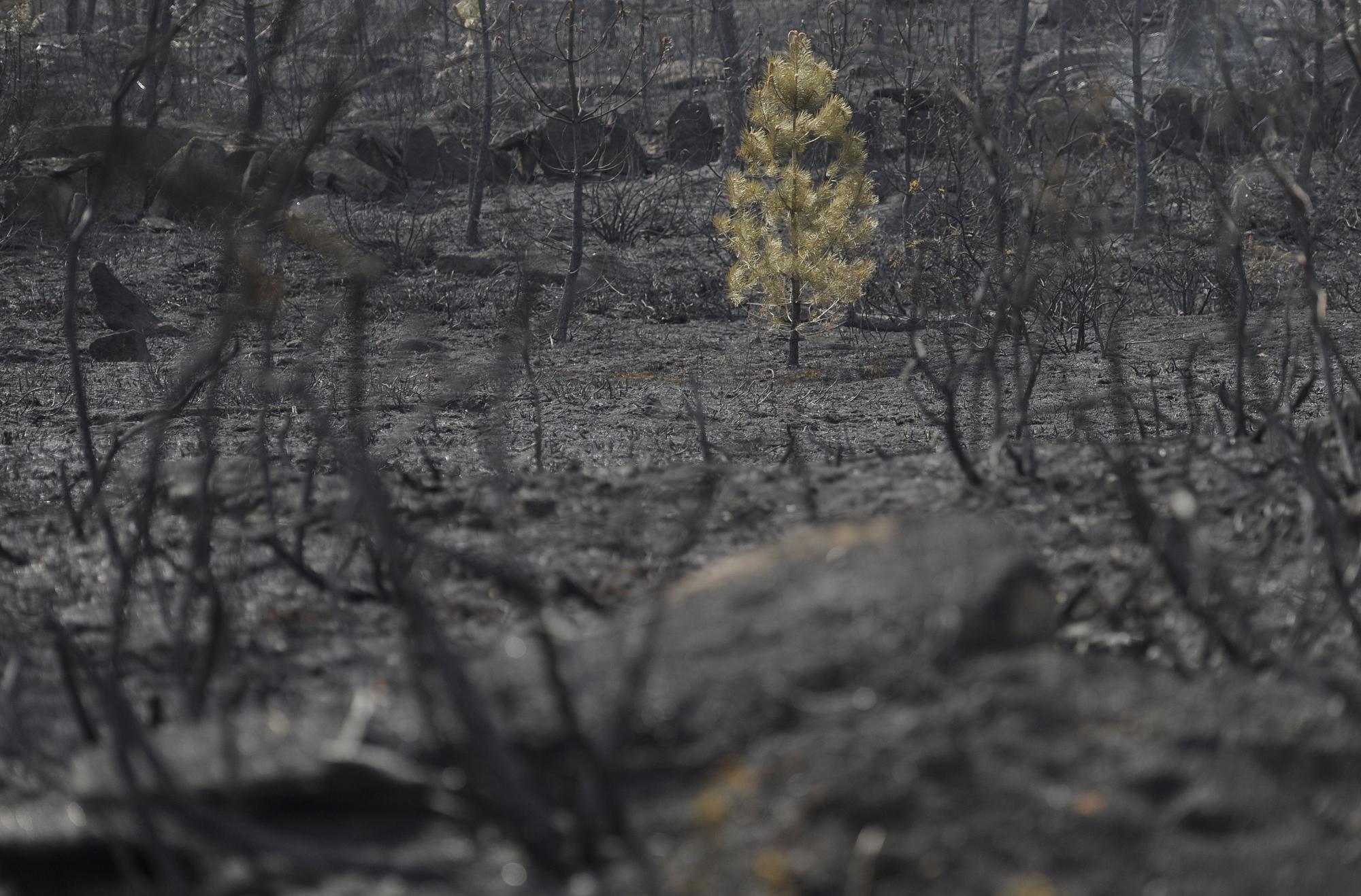 Un pino, salvado de las llamas en el incendio de Pedroso.//Bernabé/Javier Lalín