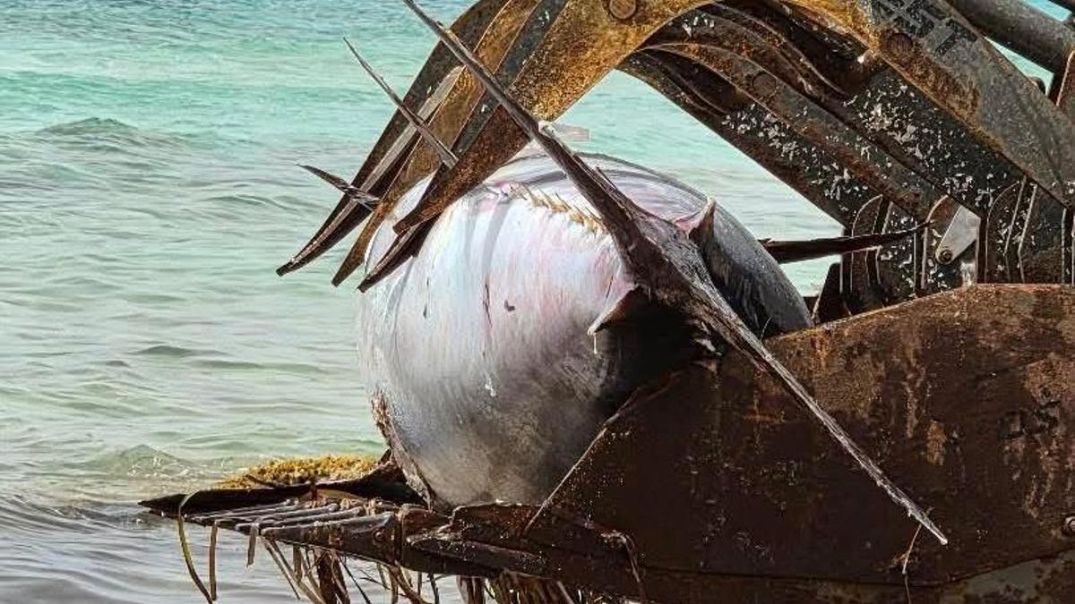Vídeo: sacan del agua un atún gigante en Formentera