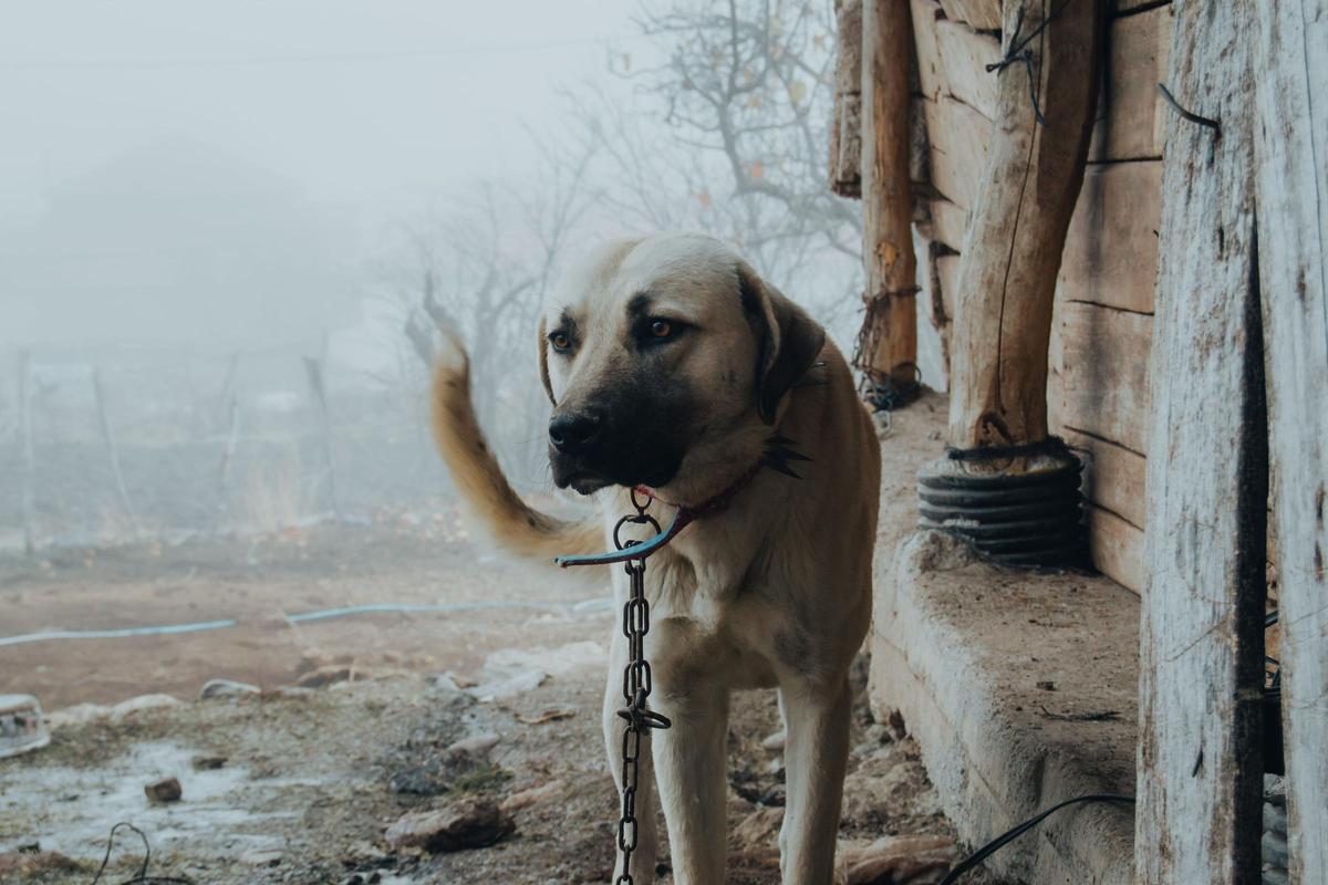 Es obligatorio proporcionar a los perros resguardo y condiciones que los protejan del tiempo.